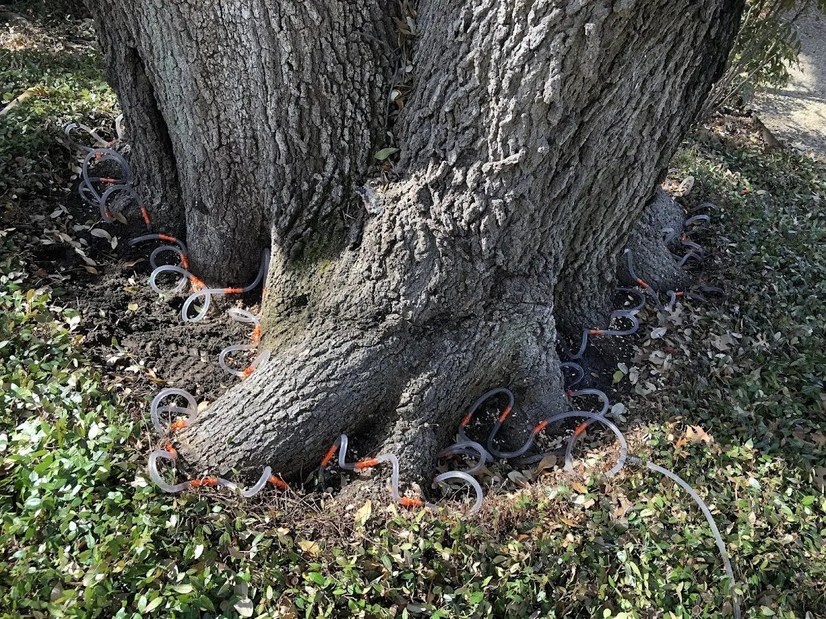 Detailed Tree Cabling and Bracing job site in Plainview