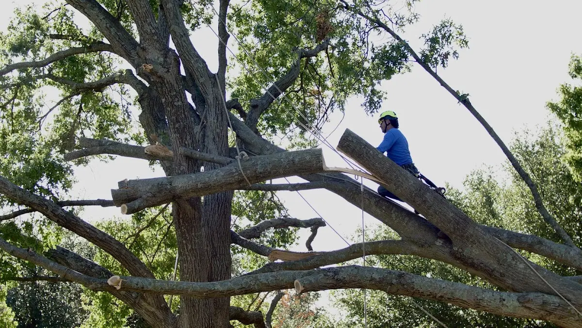 Professional Hazardous Tree Removal performed by certified arborists in Plainview