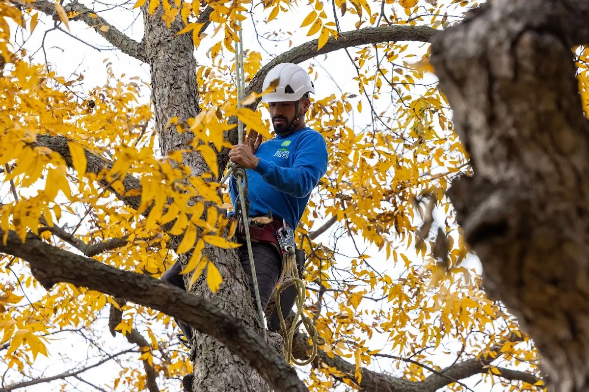 Skilled Tree Planting crew working in Plainview