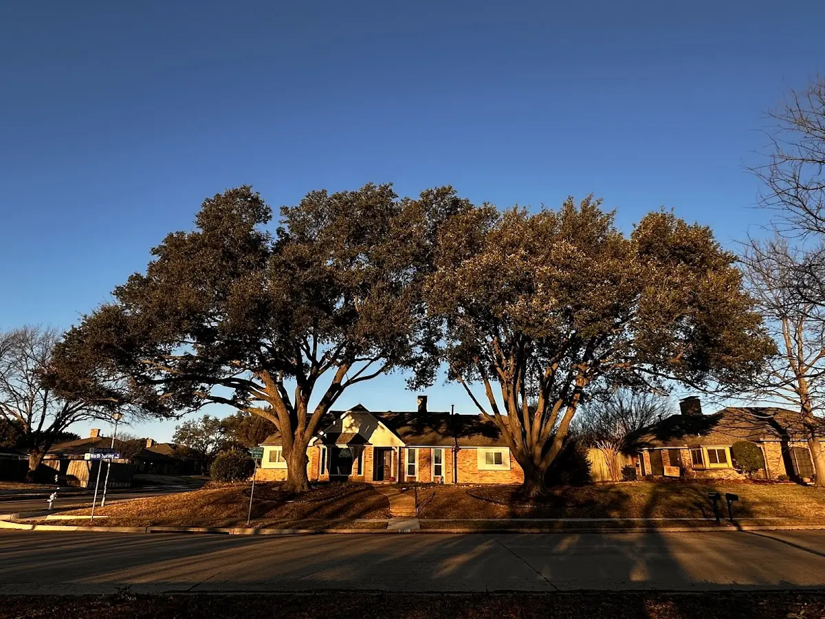 Established residential canopy tree shading a home in Plainview